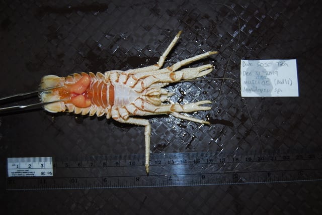 squat lobster specimen